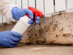 Mold Documentation for Insurance Claims in Nashua, IA